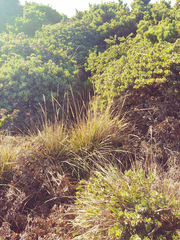 Arctostaphylos × media