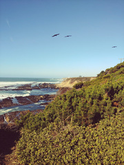 Arctostaphylos × media