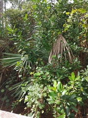 Myrsine cubana