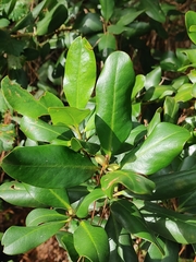Myrsine cubana