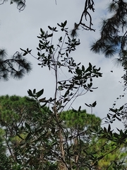 Myrsine cubana