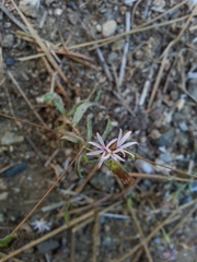 Lessingia nemaclada