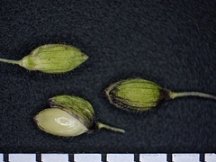 Dichanthelium boreale