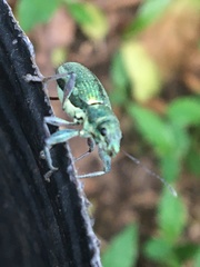 Naupactus auricinctus