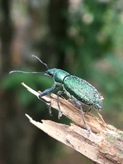 Naupactus auricinctus