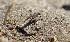Alyssomyia