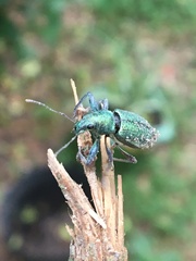 Naupactus auricinctus