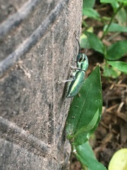 Naupactus auricinctus