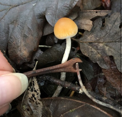 Hypholoma marginatum