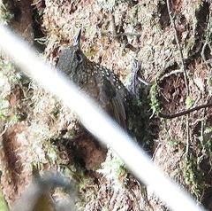 Premnoplex brunnescens