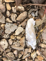 Cumberlandia monodonta