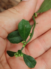 Baccharis glomeruliflora image