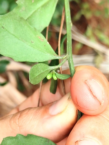 Baccharis glomeruliflora image