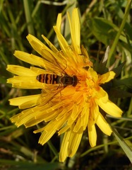 Episyrphus balteatus