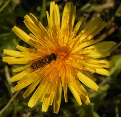 Episyrphus balteatus