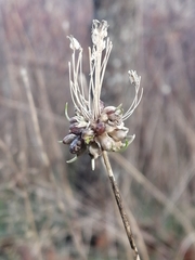 Allium
