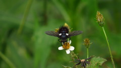 Cryptopalpus ornatus