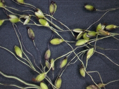 Dichanthelium boreale