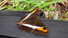 Adelpha corcyra