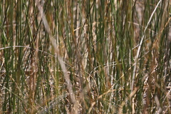 Chorizandra australis