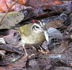 Basileuterus tristriatus