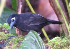Hafferia zeledoni