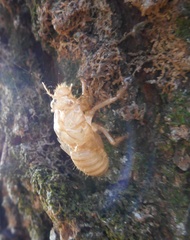 Cicadidae