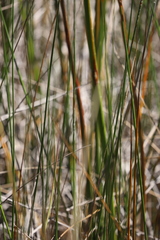 Chorizandra australis