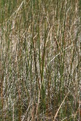 Chorizandra australis