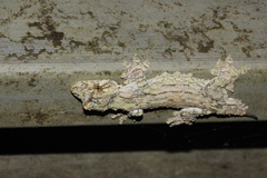 Gekko rhacophorus
