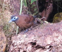 Hafferia zeledoni