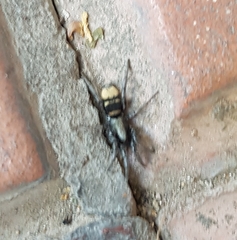 Latonigena