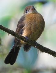 Myiobius villosus