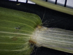 Dichanthelium boreale