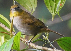 Chlorospingus flavigularis