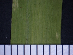 Dichanthelium boreale