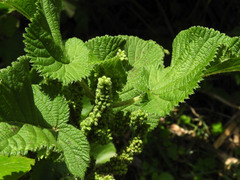 Urtica massaica