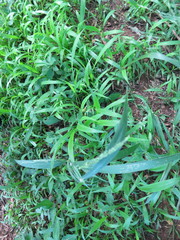 Setaria homonyma