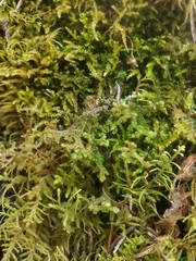 Eurhynchiastrum pulchellum