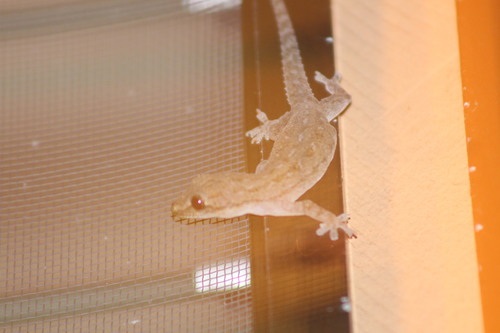 Hemidactylus frenatus observed 2018-12-02
