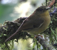 Pseudotriccus pelzelni