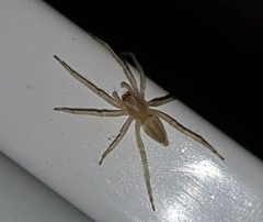 Anyphaenidae