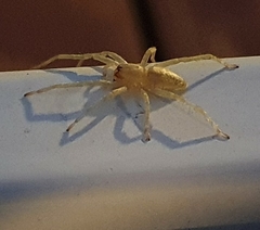 Anyphaenidae