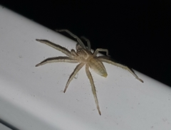 Anyphaenidae