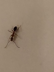 Camponotus inaequalis