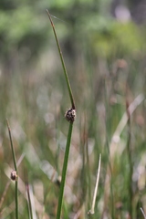Chorizandra australis