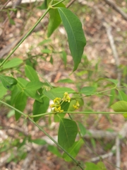 Secamone elliptica