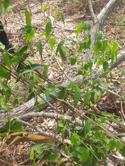 Secamone elliptica