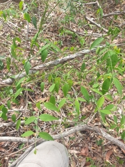 Secamone elliptica