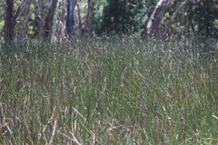 Chorizandra australis